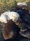 Labrador Retriever Puppies for sale in 1611 Ferguson Ridge Rd, Tazewell, TN 37879, USA. price: NA