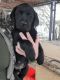 Labrador Retriever Puppies for sale in Fallon, NV 89406, USA. price: $1,200