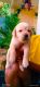 Labrador Retriever Puppies for sale in Daund, Maharashtra, India. price: 10000 INR