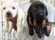 Labrador Retriever Puppies for sale in Hulimavu Lake Rd, Krishna Layout, Hulimavu, Bengaluru, Karnataka 560076, India. price: 8000 INR