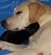 Labrador Retriever Puppies for sale in Lexington, VA 24450, USA. price: $900