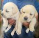 Labrador Retriever Puppies for sale in Bengaluru, Karnataka, India. price: 10000 INR