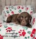 Labrador Retriever Puppies for sale in Rogue River, OR, USA. price: NA