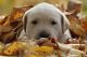 Labrador Retriever Puppies for sale in Champlin, MN 55316, USA. price: NA