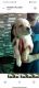 Labrador Retriever Puppies for sale in Salem, Tamil Nadu, India. price: NA