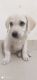 Labrador Retriever Puppies for sale in Charholi Budruk - Wadmukhwadi Rd, Charholi Budruk, Maharashtra 412105, India. price: 5000 INR