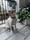 Labrador Retriever Puppies for sale in San Mateo, CA 94403, USA. price: $800