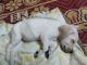 Labrador Retriever Puppies for sale in Karunamoyee Devi Rd, Talpukur, Math Para, Titagarh, Kolkata, West Bengal 700120, India. price: 8000 INR