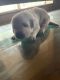Labrador Retriever Puppies for sale in Ventura, CA, USA. price: $1,500