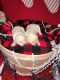 Labrador Retriever Puppies for sale in Molalla, OR 97038, USA. price: NA