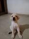 Labrador Retriever Puppies for sale in Anand, Gujarat, India. price: 8000 INR