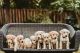 Labrador Retriever Puppies for sale in Mobile, AL, USA. price: $800