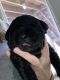 Labrador Retriever Puppies for sale in Palmyra, VA 22963, USA. price: NA