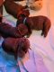 Labrador Retriever Puppies for sale in Stoughton, MA 02072, USA. price: NA