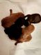 Labrador Retriever Puppies for sale in Elkton, KY 42220, USA. price: NA