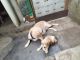 Labrador Retriever Puppies for sale in Bhubaneswar, Odisha, India. price: 8500 INR