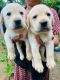 Labrador Retriever Puppies for sale in Thiruvananthapuram, Kerala, India. price: 9500 INR