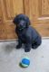 Labrador Retriever Puppies for sale in 1611 Ferguson Ridge Rd, Tazewell, TN 37879, USA. price: $1,000