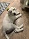 Labrador Retriever Puppies for sale in Draper, UT, USA. price: $1,200