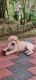 Labrador Retriever Puppies for sale in Nalanchira, Paruthippara, Thiruvananthapuram, Kerala 695044, India. price: 5000 INR