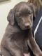 Labrador Retriever Puppies for sale in Evans, CO 80634, USA. price: NA