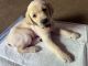 Labrador Retriever Puppies for sale in Oakley, CA 94561, USA. price: NA