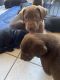 Labrador Retriever Puppies for sale in Levittown, PA, USA. price: NA