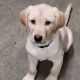 Labrador Retriever Puppies for sale in Gaylord, MN 55334, USA. price: NA