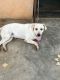 Labrador Retriever Puppies for sale in Byasanagar, Odisha, India. price: 35000 INR