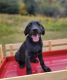 Labrador Retriever Puppies for sale in Athens, TN 37303, USA. price: $450