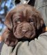 Labrador Retriever Puppies for sale in Victor, MT 59875, USA. price: $1,900
