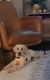 Labrador Retriever Puppies for sale in Denver, CO 80238, USA. price: $300