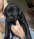Labrador Retriever Puppies for sale in Bennington, NE 68007, USA. price: $700