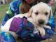 Labrador Retriever Puppies for sale in Jeromesville, OH 44840, USA. price: NA