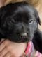 Labrador Retriever Puppies for sale in Stuart, VA 24171, USA. price: NA