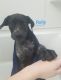 Labrador Retriever Puppies for sale in Oklahoma City, OK 73107, USA. price: $75