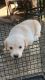 Labrador Retriever Puppies for sale in 16603 Lawnwood St, La Puente, CA 91744, USA. price: NA