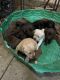 Labrador Retriever Puppies for sale in New London, MN, USA. price: $800