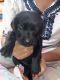 Labrador Retriever Puppies for sale in BJB Nagar Rd, BJB Nagar, Bhubaneswar, Odisha 751014, India. price: 7500 INR