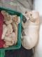 Labrador Retriever Puppies for sale in Gaya Industrial Area, Gaya, Bihar 823004, India. price: 12000 INR