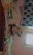 Labrador Retriever Puppies for sale in Vijayawada, Andhra Pradesh, India. price: 5000 INR