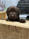 Labrador Retriever Puppies for sale in Willard, MO, USA. price: $800