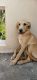 Labrador Retriever Puppies for sale in Chatrapur, Odisha, India. price: NA