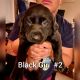 Labrador Retriever Puppies for sale in Venus, TX 76084, USA. price: $700