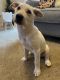 Labrador Retriever Puppies for sale in Brandon, FL 33511, USA. price: $300