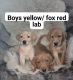 Labrador Retriever Puppies for sale in Grants Pass, OR, USA. price: $900