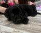 Labrador Retriever Puppies for sale in DeLand, FL, USA. price: $1,300