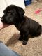 Labrador Retriever Puppies for sale in Mesa, AZ, USA. price: $500