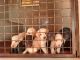 Labrador Retriever Puppies for sale in Hunsemakki, Karnataka 576222, India. price: 16000 INR