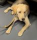 Labrador Retriever Puppies for sale in Austin, TX, USA. price: $1,500
